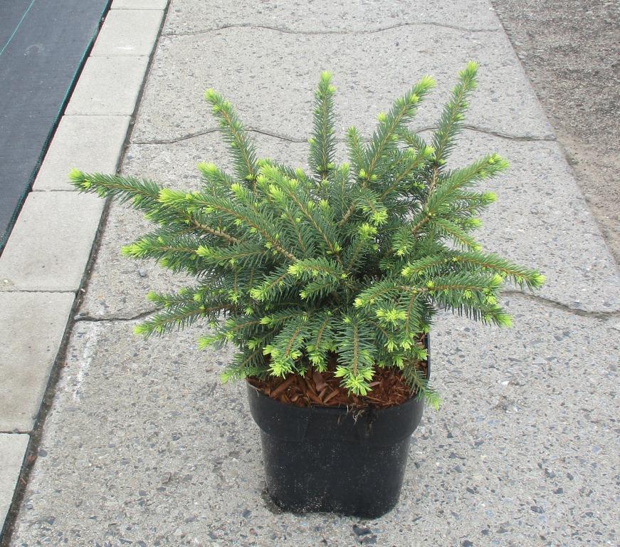 Ель сербская Карел